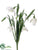 Snowdrop Bush - White - Pack of 12