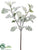 Dusty Miller Spray - Green Snow - Pack of 24