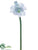 Amaryllis Spray - Blue Ice - Pack of 6