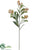 Sedum Spray - Gold Metallic - Pack of 12