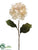 Gold Edged Sheer Hydrangea Spray - Beige - Pack of 12