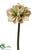 Amaryllis Spray - Green Red - Pack of 6