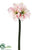 Amaryllis Spray - White Burgundy - Pack of 6