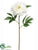 Peony Spray - White - Pack of 12