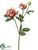 Rose Spray - Rubrum - Pack of 12