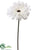 Gerbera Daisy Spray - Cream - Pack of 12