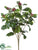 Holly Bush - Green Variegated - Pack of 6