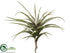 Silk Plants Direct Iced, Snowed Tillandsia Pick - Green - Pack of 4