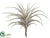 Tillandsia Pick - Green Gray - Pack of 4