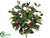 English Holly Bush - Variegated - Pack of 12