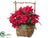 Poinsettia - Red - Pack of 6