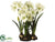 Amaryllis - Green - Pack of 1