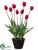 Tulip - Red - Pack of 1