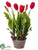 Tulip - Red - Pack of 2