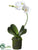 Phalaenopsis Orchid Plant - White - Pack of 6