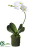 Silk Plants Direct Phalaenopsis Orchid Plant - White - Pack of 6