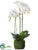 Phalaenopsis Orchid Plant - White - Pack of 1