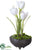 Crocus - White - Pack of 6