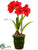 Amaryllis - Red - Pack of 2