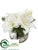 Amaryllis, Pine - White Snow - Pack of 4