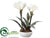 Amaryllis, Pine - White Snow - Pack of 4