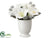 Amaryllis, Pine Arrangement - White Snow - Pack of 6