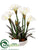 Amaryllis, Pine - White Snow - Pack of 2