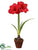 Amaryllis - Red - Pack of 4