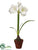 Amaryllis - White - Pack of 4