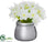 Paperwhite Arrangement - White - Pack of 12