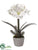 Amaryllis, Pine Arrangement - White - Pack of 6