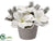 Amaryllis, Pine Arrangement - White - Pack of 6