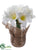 Amaryllis - White - Pack of 6