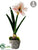 Amaryllis - White Burgundy - Pack of 6