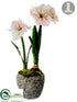 Silk Plants Direct Amaryllis - White Burgundy - Pack of 1