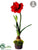 Amaryllis - Red - Pack of 2