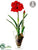 Amaryllis - Red - Pack of 1