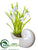 Snowdrop - White - Pack of 6