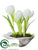 Crocus in Shell - White - Pack of 6