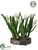 Tulip - White - Pack of 1