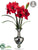 Amaryllis - Red - Pack of 1