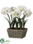 Amaryllis - White - Pack of 1