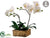 Phalaenopsis Orchid Plant - White Green - Pack of 4