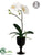 Phalaenopsis Orchid Plant - White Green - Pack of 4