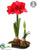 Amaryllis - Red - Pack of 2