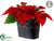 Poinsettia - Red - Pack of 4