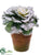 Cabbage - Green Snow - Pack of 12