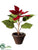 Velvet Poinsettia - Burgundy - Pack of 4