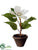 Velvet Poinsettia - Cream - Pack of 4