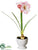 Glitter Amaryllis - Pink - Pack of 4